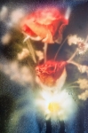 Westerlund 237