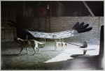 Affiche Raven
