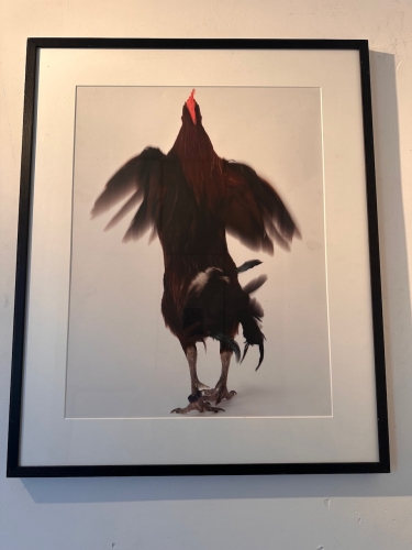 Koen Vanmechelen - Fighter