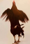 Running Chicken