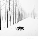 MR Strange Gitard - Two Monkeys in Winter