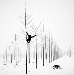 Two Monkeys in Winter