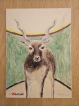 Eeuwigdurende kalender (Antilope)