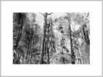 Winterlandschap 1