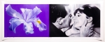 Oh3-Purple