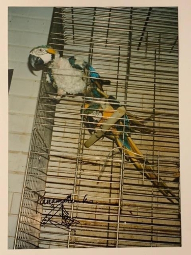 Panamarenko  - Flugbetrieb - Küche