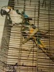 Panamarenko  - Flugbetrieb - Küche