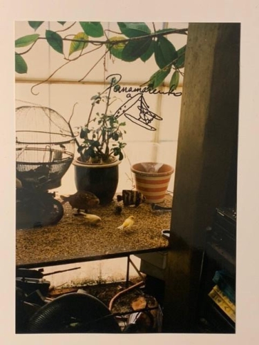 Panamarenko  - Flugbetrieb - Fenster