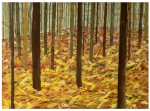 Herfst