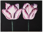 2 tulpen