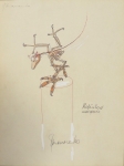 Robinson Archaiopterix