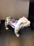 English bulldog