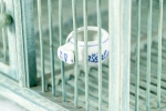 Panamarenko  - Birdcage