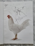 Koen Vanmechelen - Dessin original + édition spéciale de L'Accident