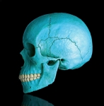 skull