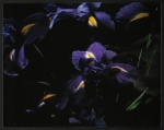 Blauwe Iris