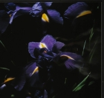 Marie-Jo Lafontaine - Blauwe Iris