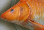Art Grafts - 'Surreal Fishions' Folio