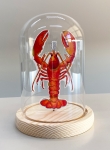 Maurice the crayfish