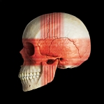 Skull of England