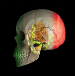 Skull of Mexico