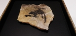 Banksy (attributed)  - Rat d'hélicoptère