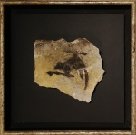 Banksy (attributed)  - Rat d'hélicoptère