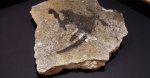 Banksy (attributed)  - Rat d'hélicoptère