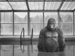 Sad Zoo !