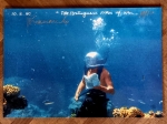 Panamarenko  - The Portuguese men of war