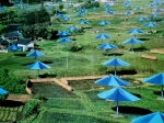 The Umbrellas