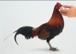 Feed chicken