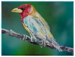 Vogel 3