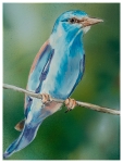 vogel 5