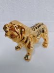 english bulldog